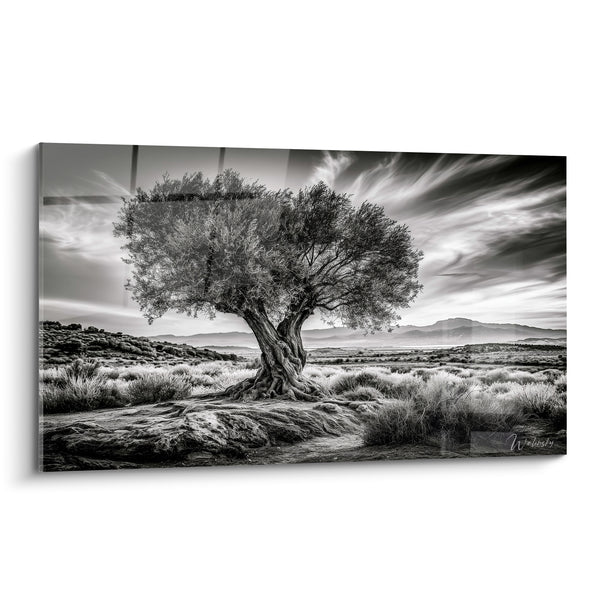 Tableau Olivier noir et blanc aux racines exposées sur rocher - Vallée désertique montagneuse - Edition Olivier