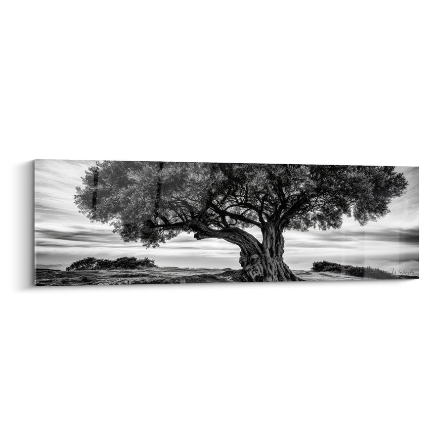 Tableau Olivier noir et blanc au tronc noueux dominant la colline - Ciel nuageux photographique - Edition Olivier
