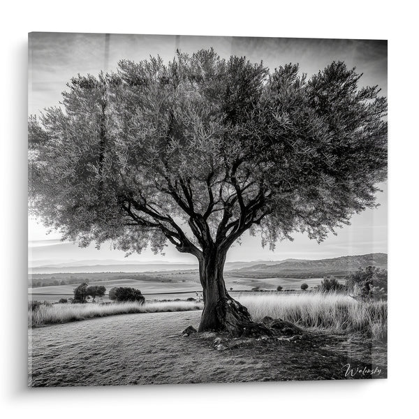 Tableau Olivier centenaire noir et blanc au tronc noueux - Sagesse enracinée - Edition Olivier