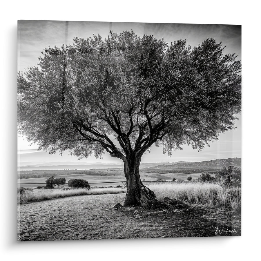 Tableau Olivier centenaire noir et blanc au tronc noueux - Sagesse enracinée - Edition Olivier