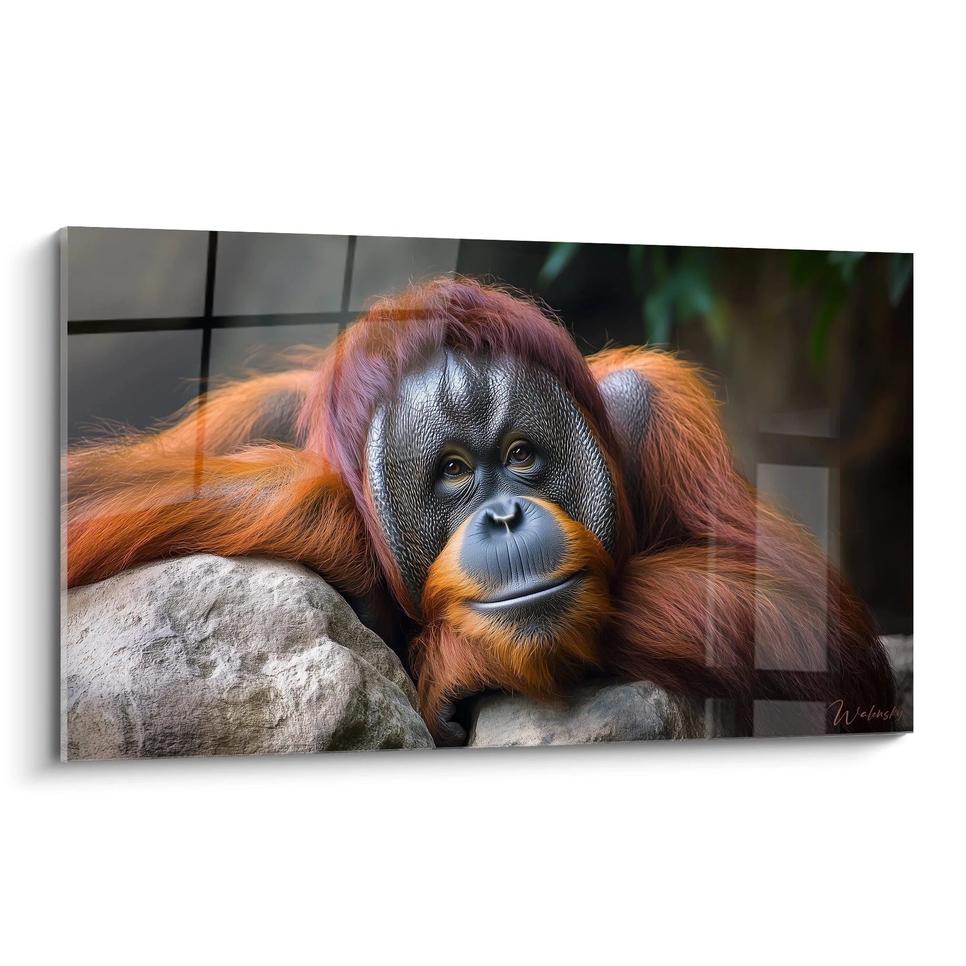 Un tableau orang-outan représentant un spécimen adulte au regard expressif, avec sa fourrure rousse caractéristique contrastant avec son visage noir texturé, reposant sur des rochers gris dans une composition centrée sur le portrait.
