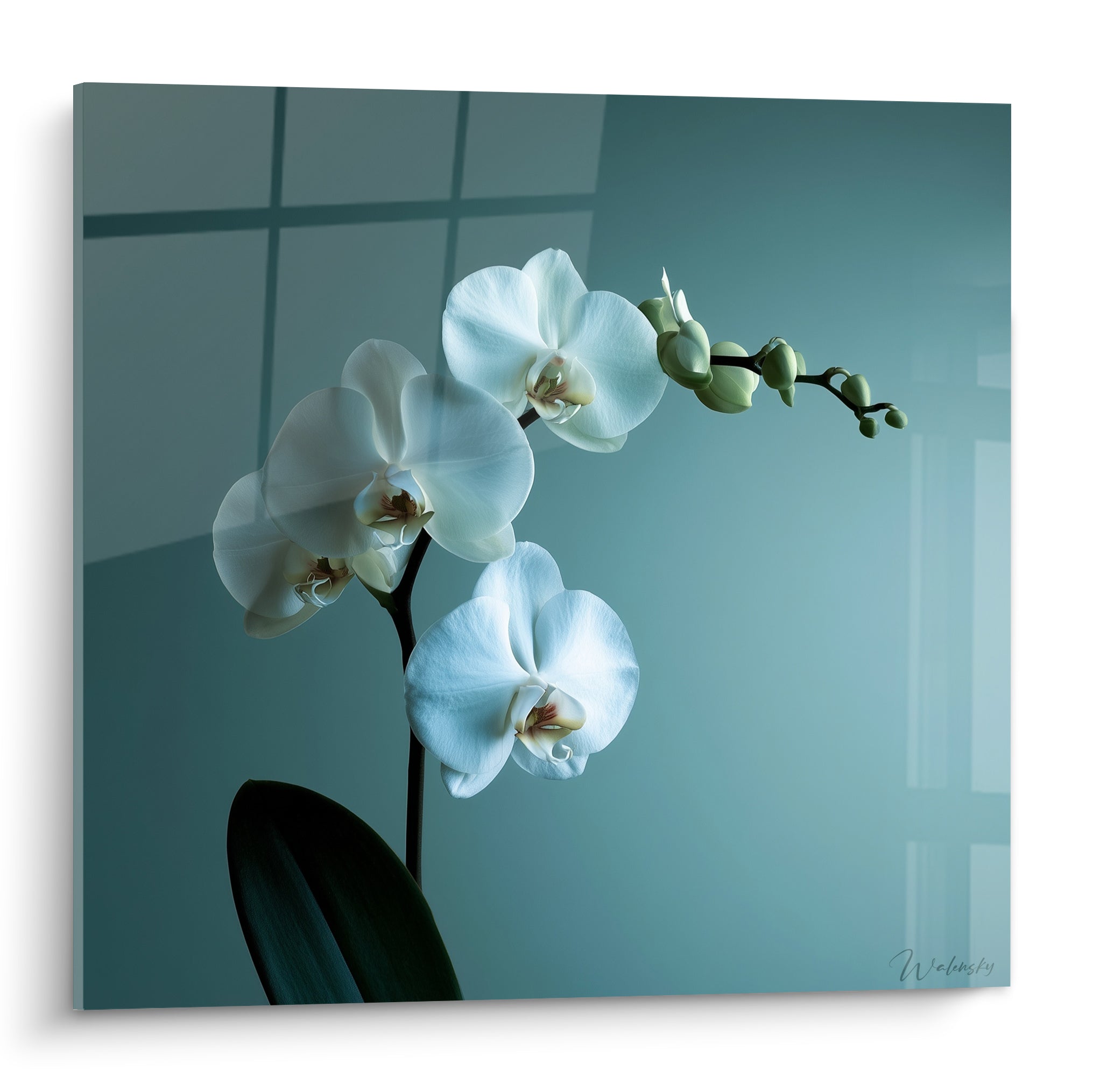 Orchidée blanche aux pétales délicats se détachant sur un fond bleu-gris dégradé et lumineux