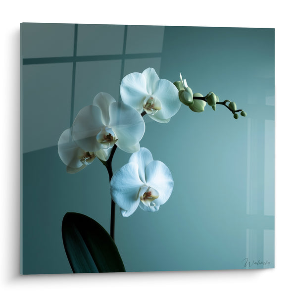 Tableau Orchidée blanche sur fond bleu-gris - Silence lumineux - Edition Orchidée