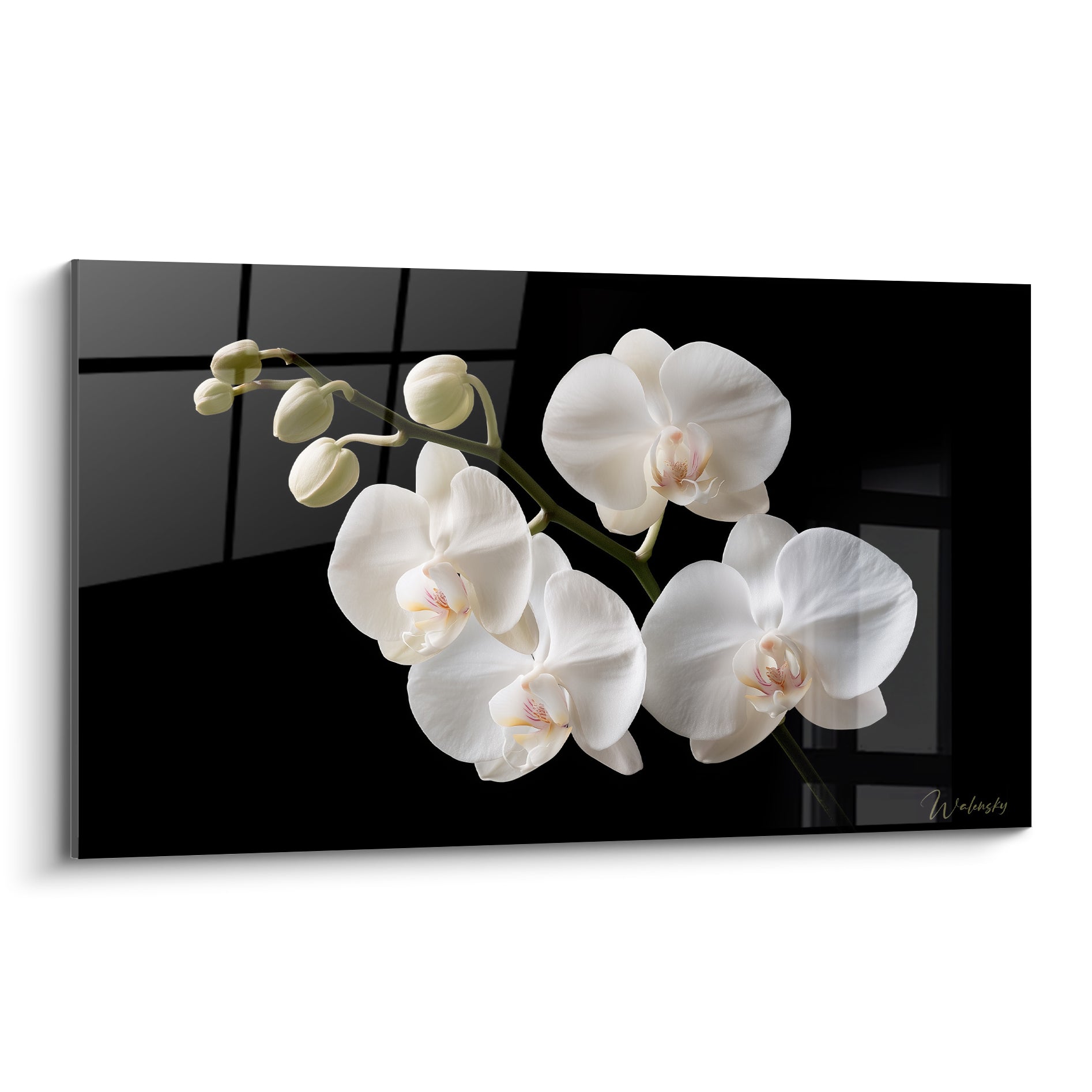 Orchidée blanche aux cœurs rosés, pétales satinés sur fond noir profond et graphique