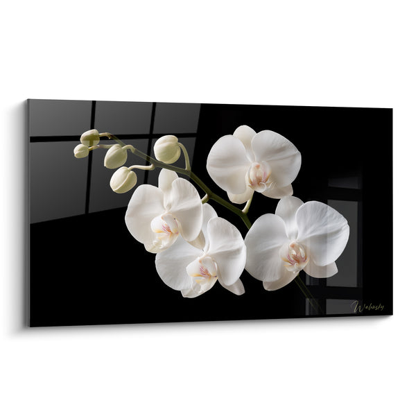 Tableau Orchidées blanches et noires aux boutons fermés - Reflets de fenêtre quadrillée - Edition Orchidée
