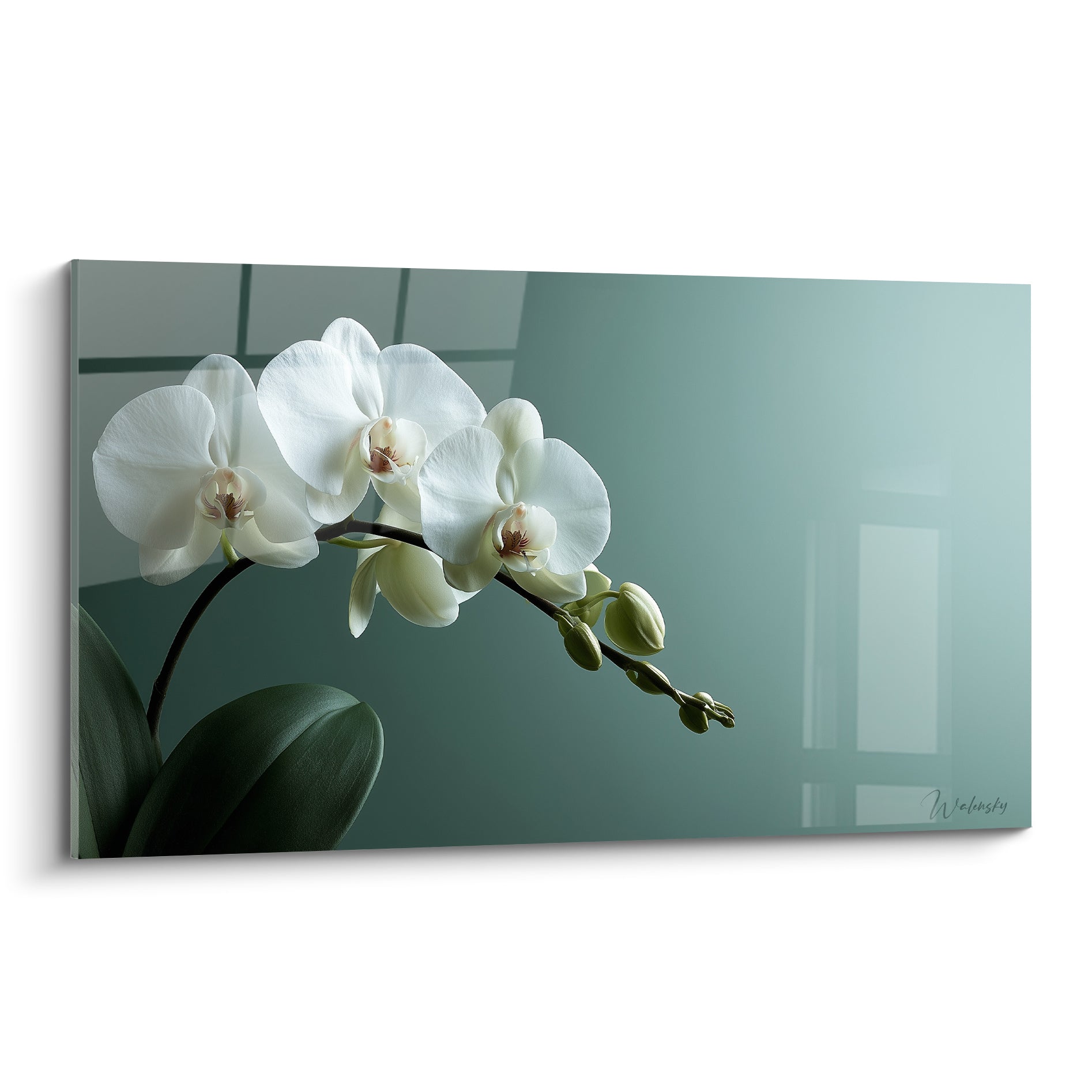 Orchidée blanche aux boutons vert tendre sur fond vert sauge translucide et lumineux