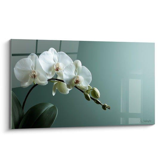 Orchidée blanche aux boutons vert tendre sur fond vert sauge translucide et lumineux