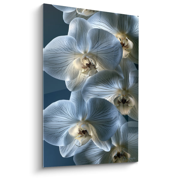 Tableau Orchidées blanches aux nervures bleutées - Souffle de fraîcheur - Edition Orchidée