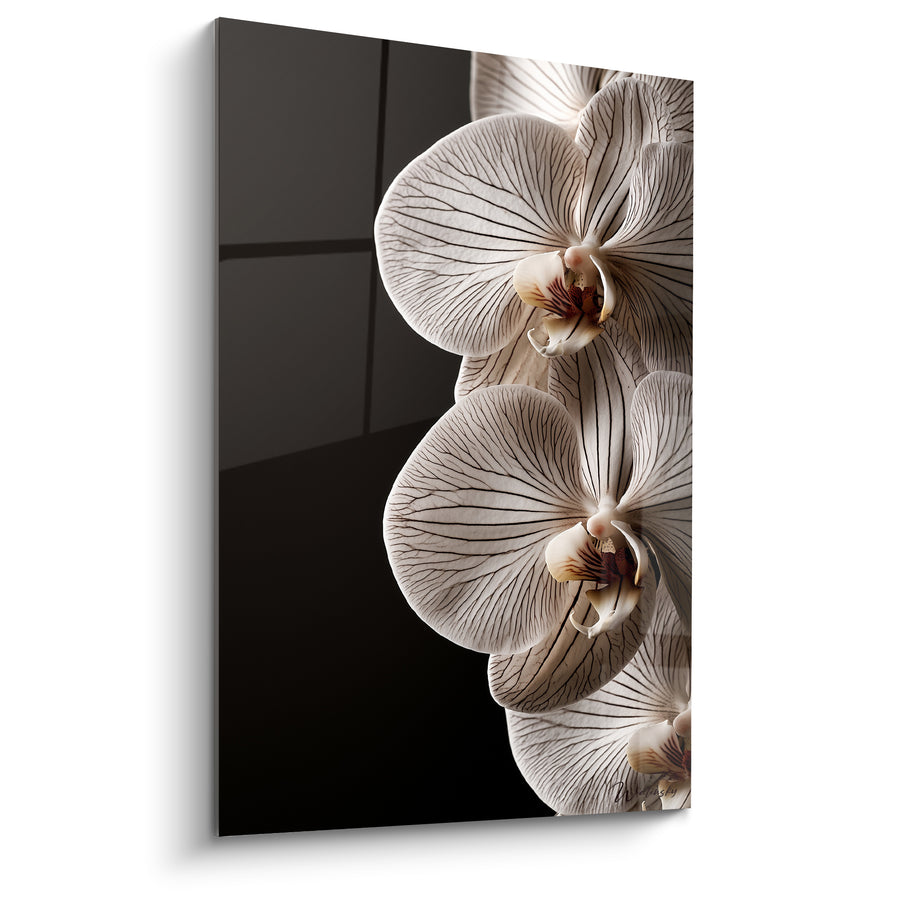 Tableau Orchidées ivoire et noires aux nervures fines empilées - Fenêtre quadrillée en arrière-plan - Edition Orchidée