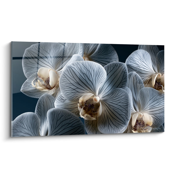 Tableau Orchidées gris bleuté et ivoire aux nervures marquées - Labelles mouchetés pourpre - Edition Orchidée