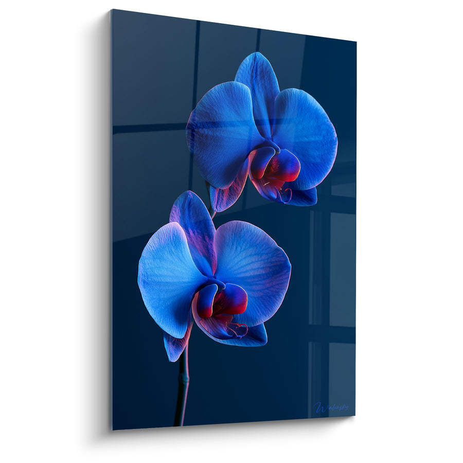 Tableau Orchidées bleu électrique aux gorges rouges sur fenêtre sombre - Pétales veinés lumineux - Edition Orchidée