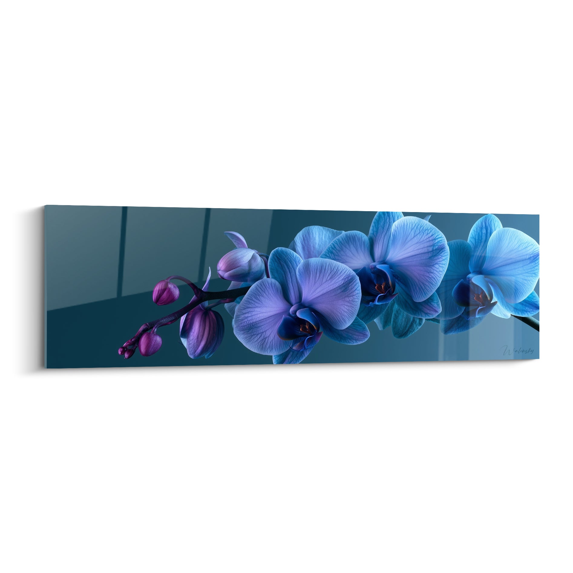 Orchidée bleu marine et violette aux pétales veinés, fleurs déployées sur fond anthracite