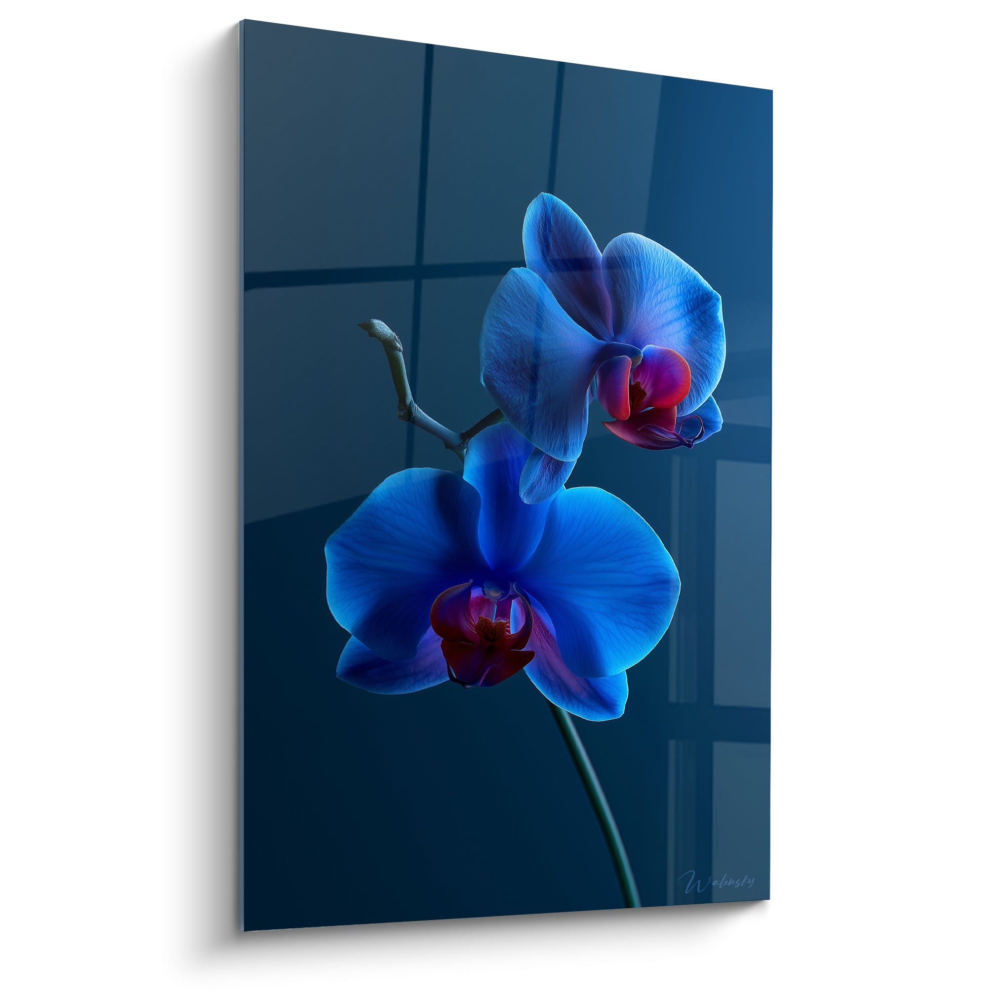 Orchidée bleu marine aux pétales veloutés et cœur grenat, fond anthracite structuré en fenêtre