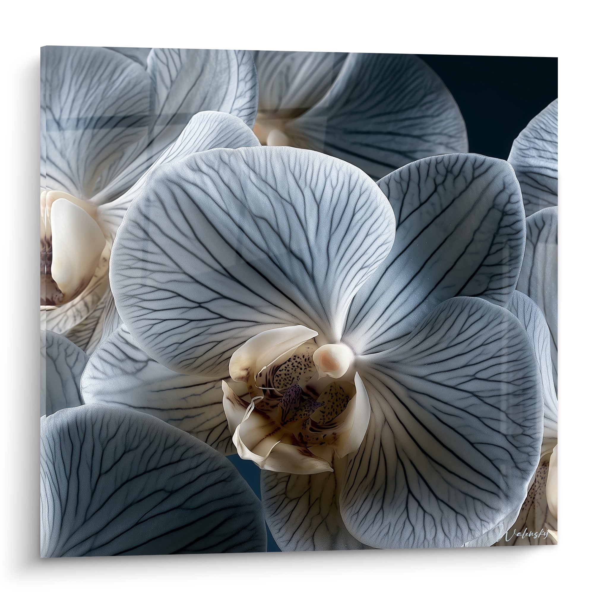 Orchidée bleu pâle veinée d'anthracite, cœur crème pommelé, cadrage macro serré