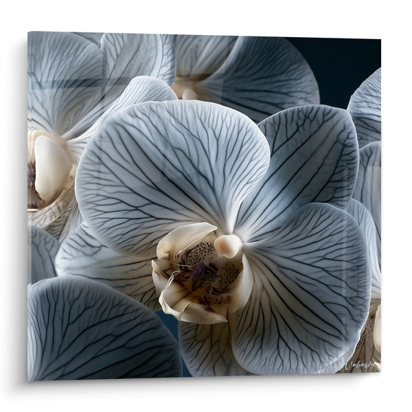 Tableau Orchidée bleu pâle et crème veinée - Secret botanique - Edition Orchidée