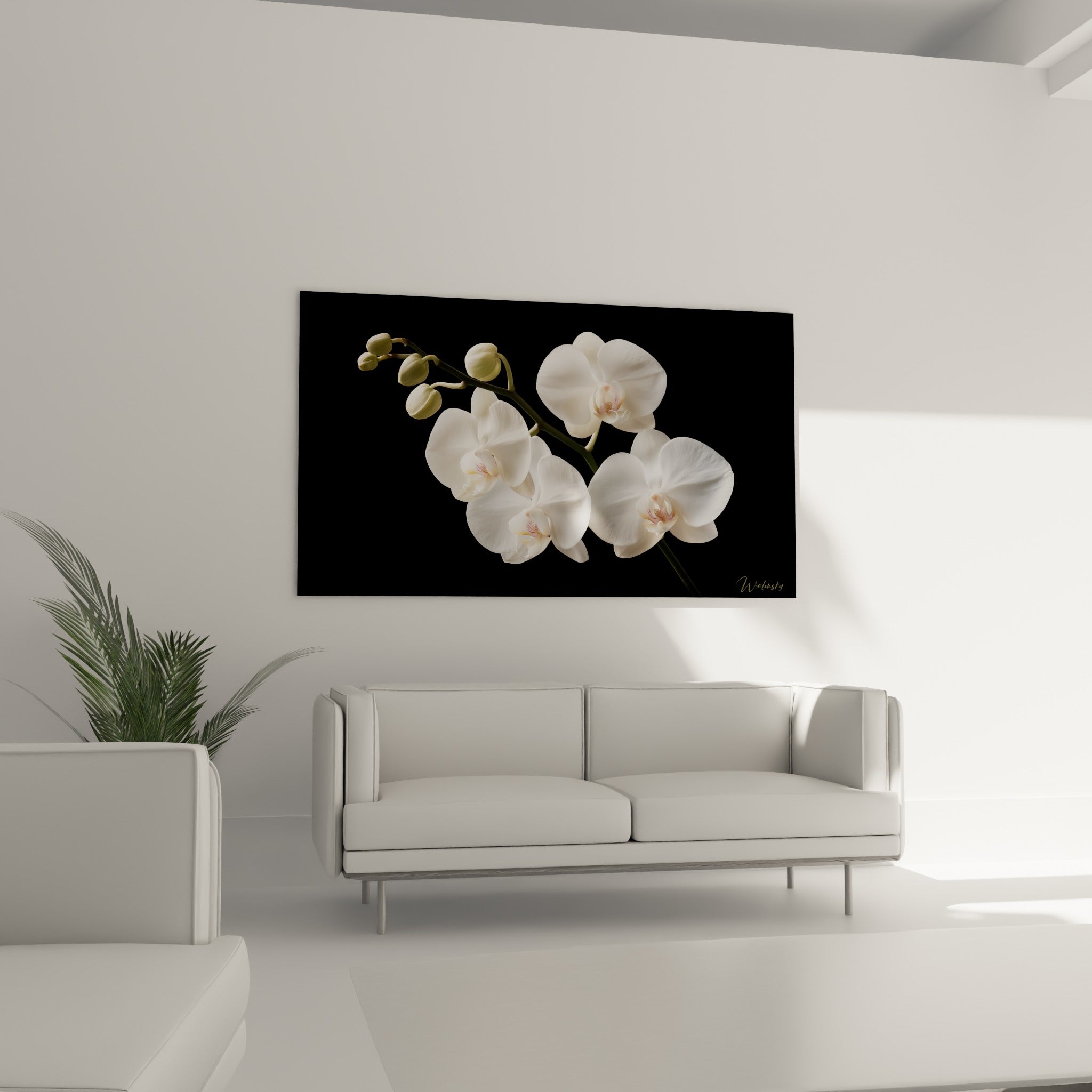 Branche d'orchidée blanche à cœur doré, fond noir intense au-dessus d'un canapé dans un salon lumineux