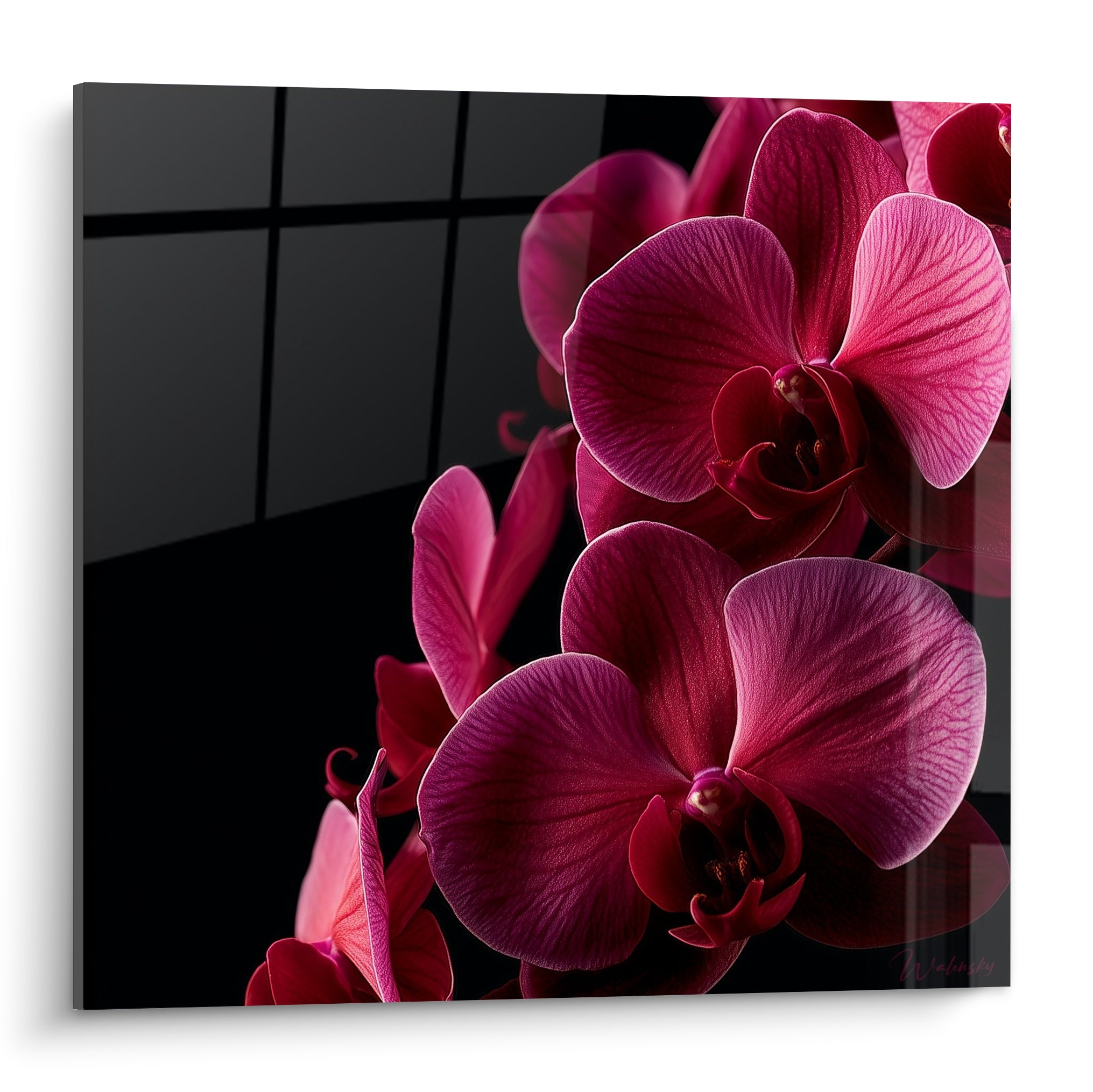 Orchidées pourpres et magenta aux nervures bordeaux, fond anthracite quadrillé, cadrage rapproché
