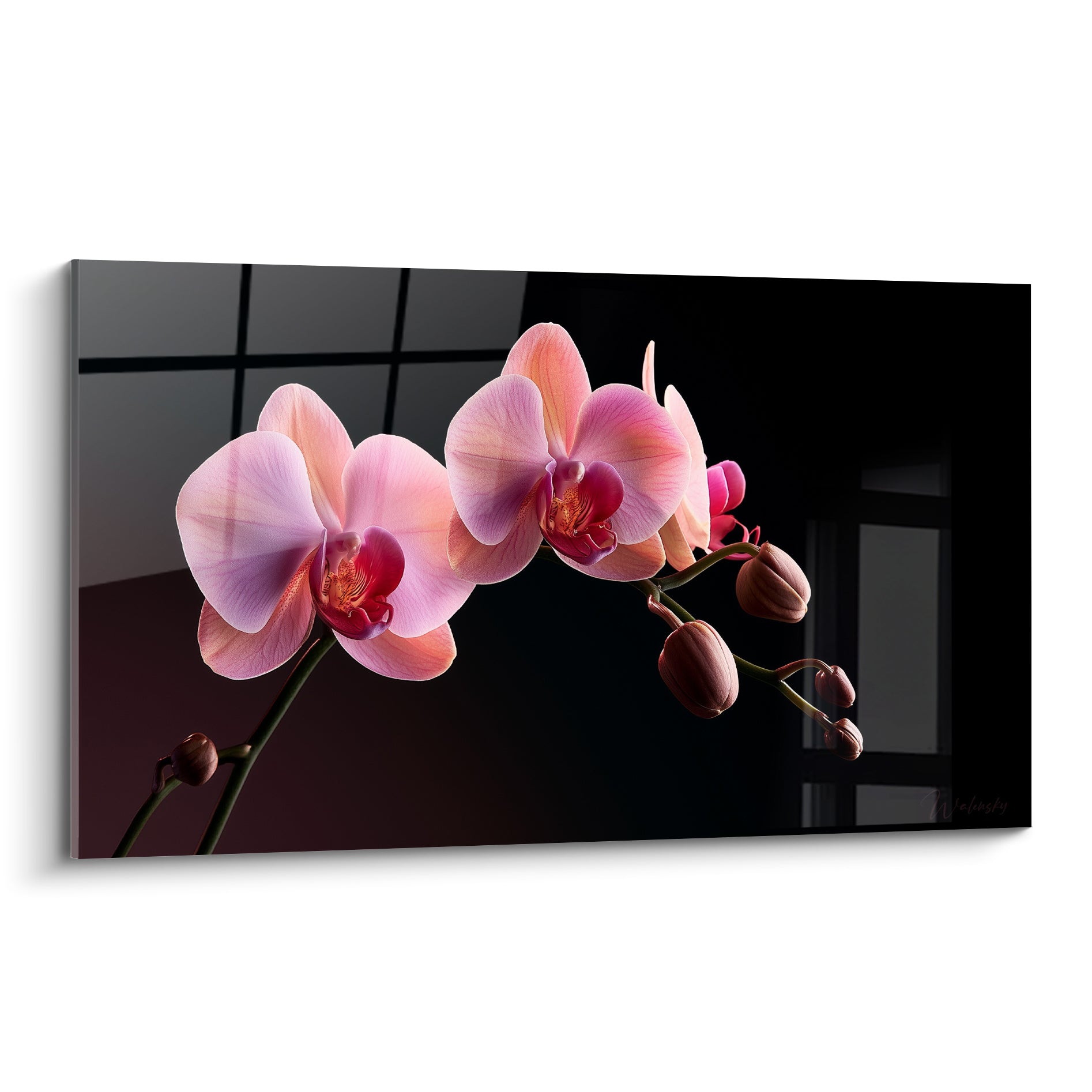 Orchidée rose et pêche déployée sur fond noir anthracite, pétales veinés en pleine lumière
