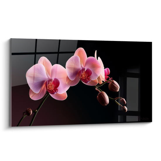 Orchidée rose et pêche déployée sur fond noir anthracite, pétales veinés en pleine lumière