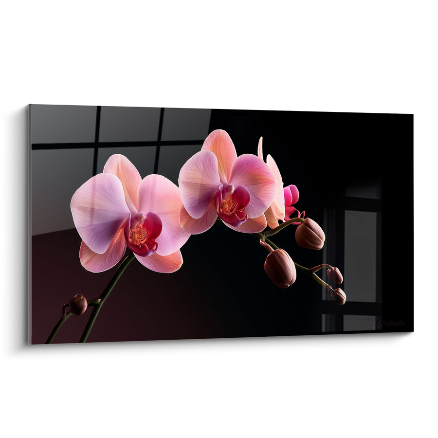 Tableau Orchidées roses et noires aux boutons bruns fermés - Reflets de fenêtre sombre - Edition Orchidée