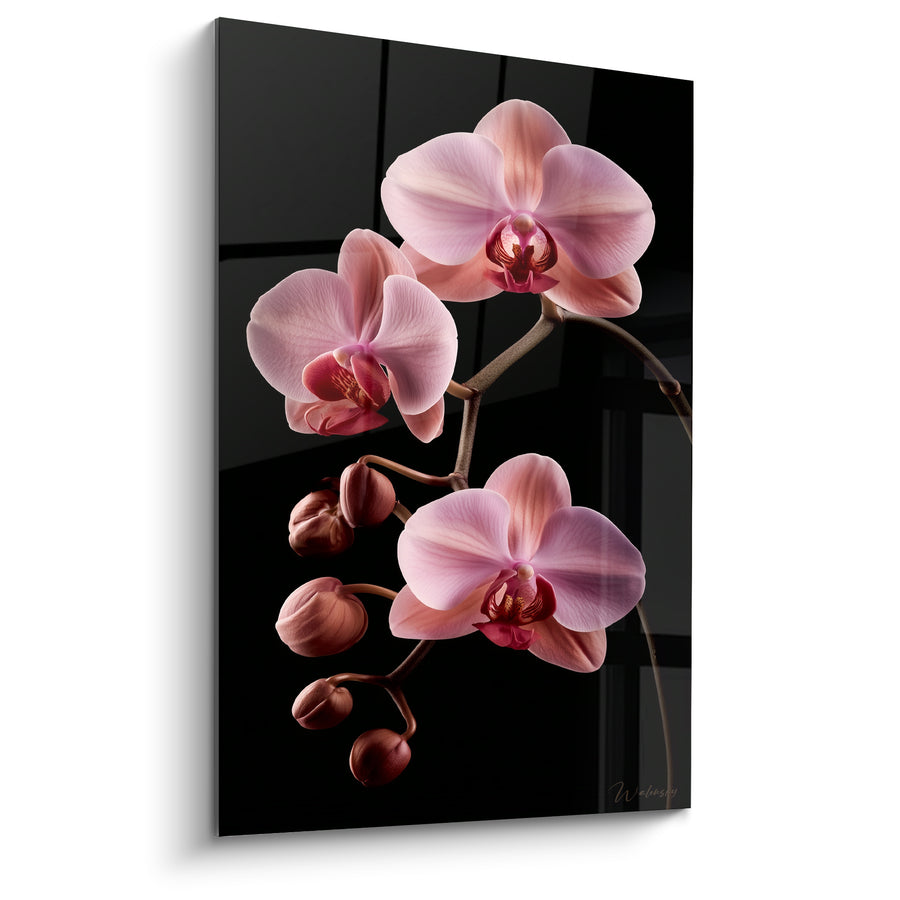 Tableau Orchidées roses et noires aux gorges cuivrées - Boutons en chapelet - Edition Orchidée
