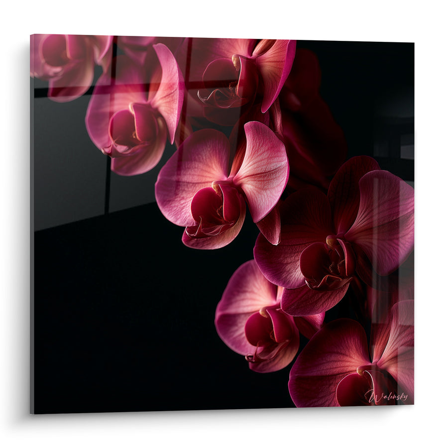 Tableau Orchidées roses en cascade sur noir - Éclosion nocturne - Edition Orchidée