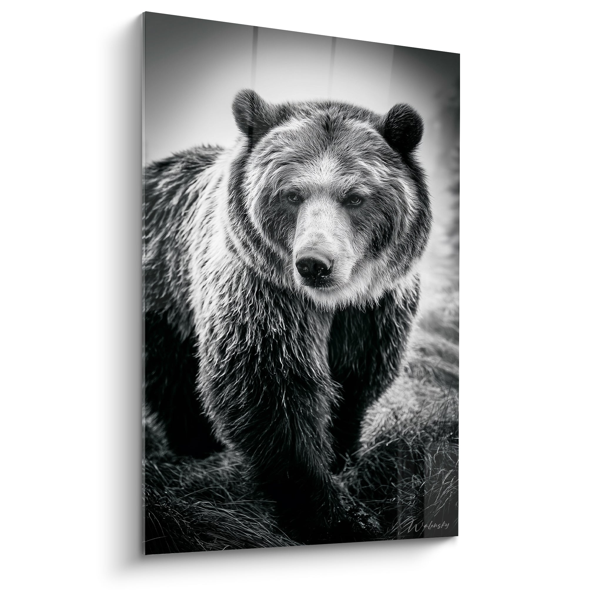 Ours brun au pelage noir et gris argenté, regard fixe, texture dense en noir et blanc