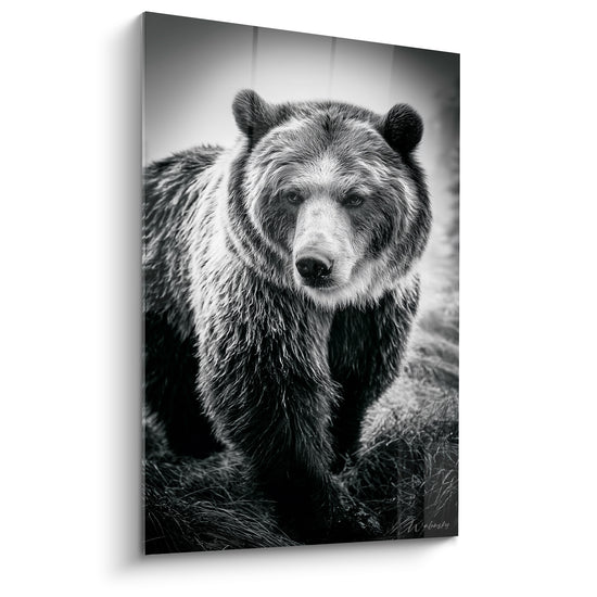 Ours brun au pelage noir et gris argenté, regard fixe, texture dense en noir et blanc