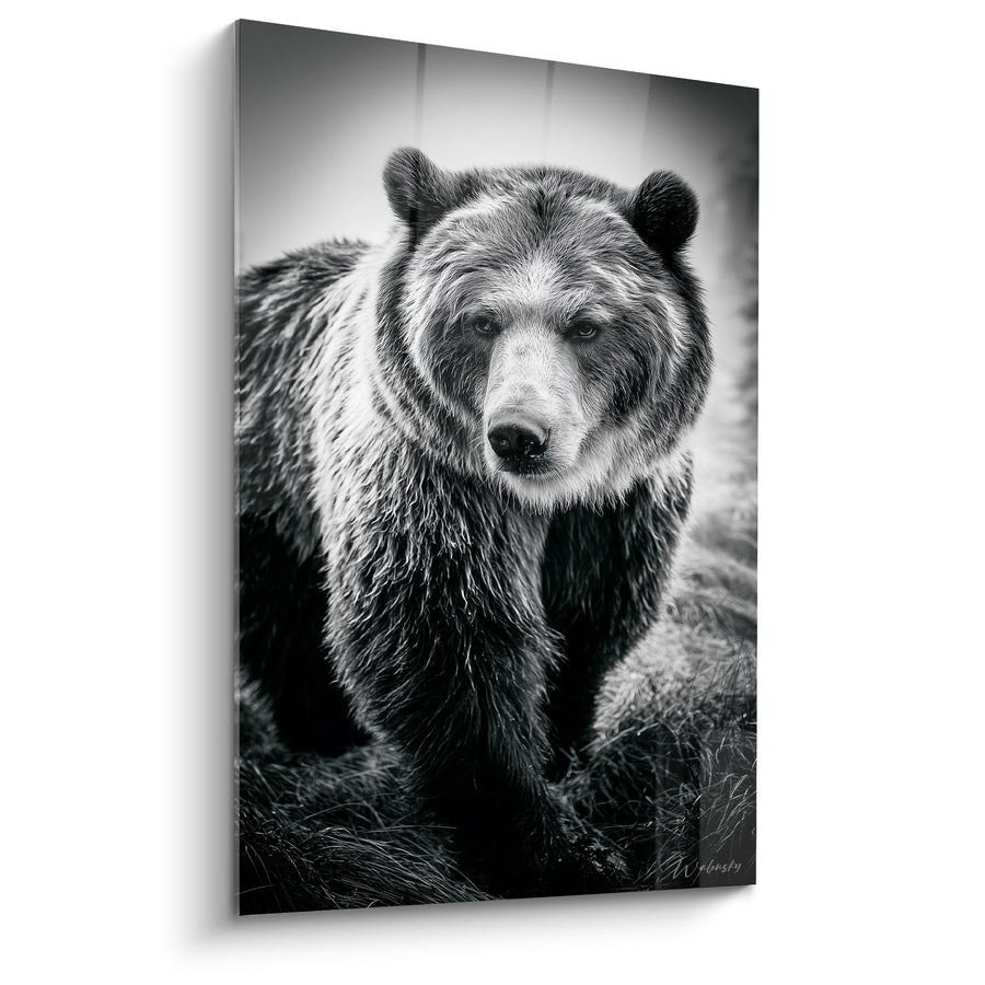 Tableau Ours brun au pelage noir et blanc - Face au colosse - Edition Ours brun