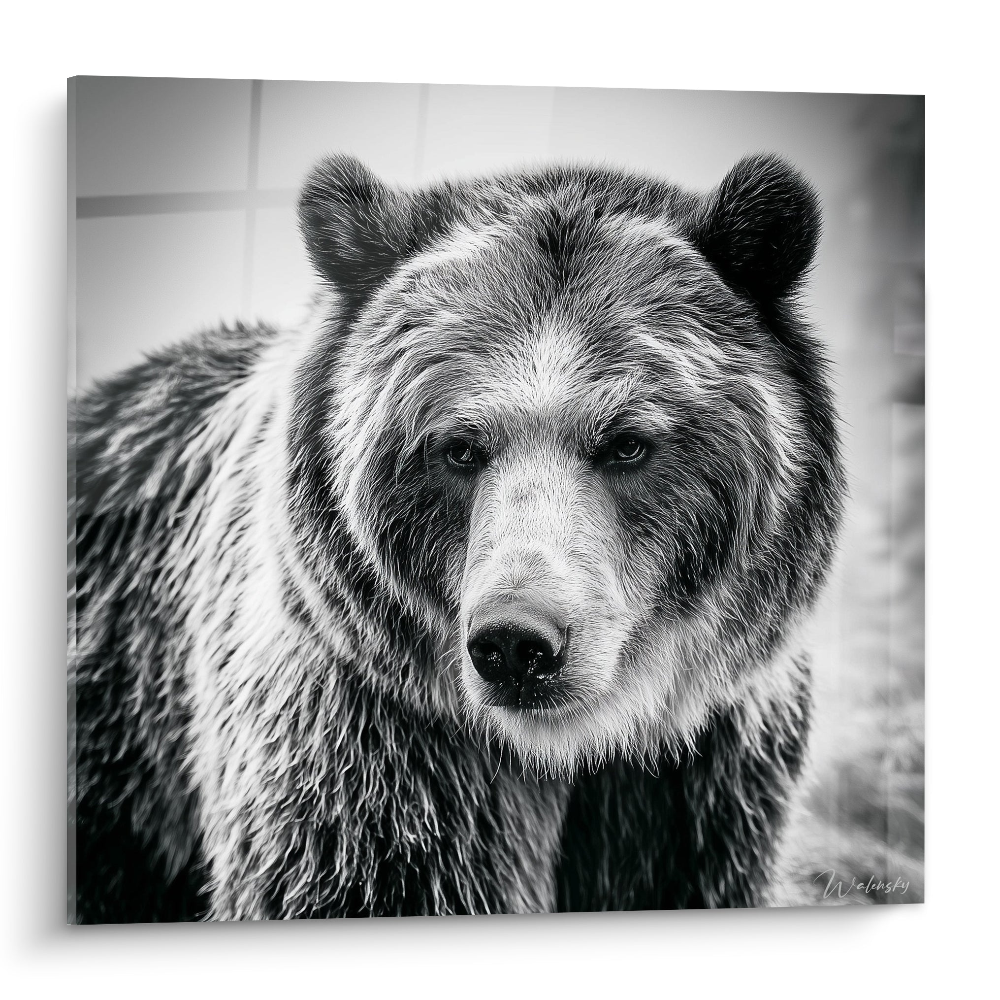 Ours brun au regard perçant, pelage argenté et noir, portrait animalier en noir et blanc