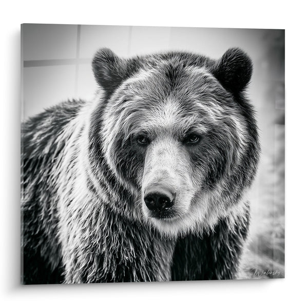 Tableau Ours brun noir et blanc au pelage argenté - Face à la puissance - Edition Ours brun