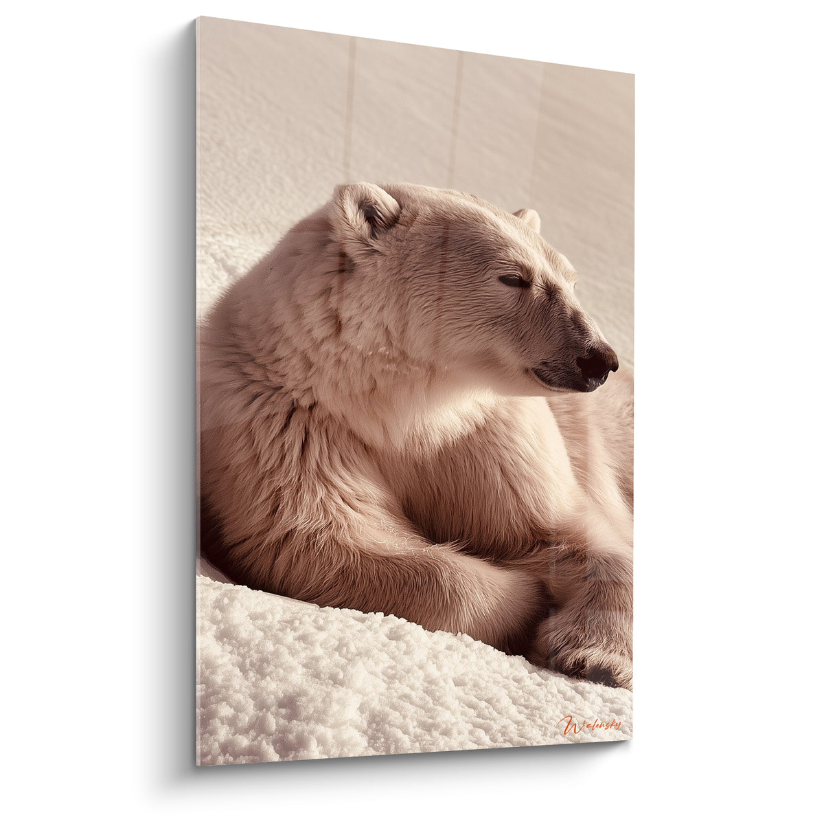 Ours polaire allongé aux tons beige et crème, museau sombre, lumière dorée sur fond neigeux flou