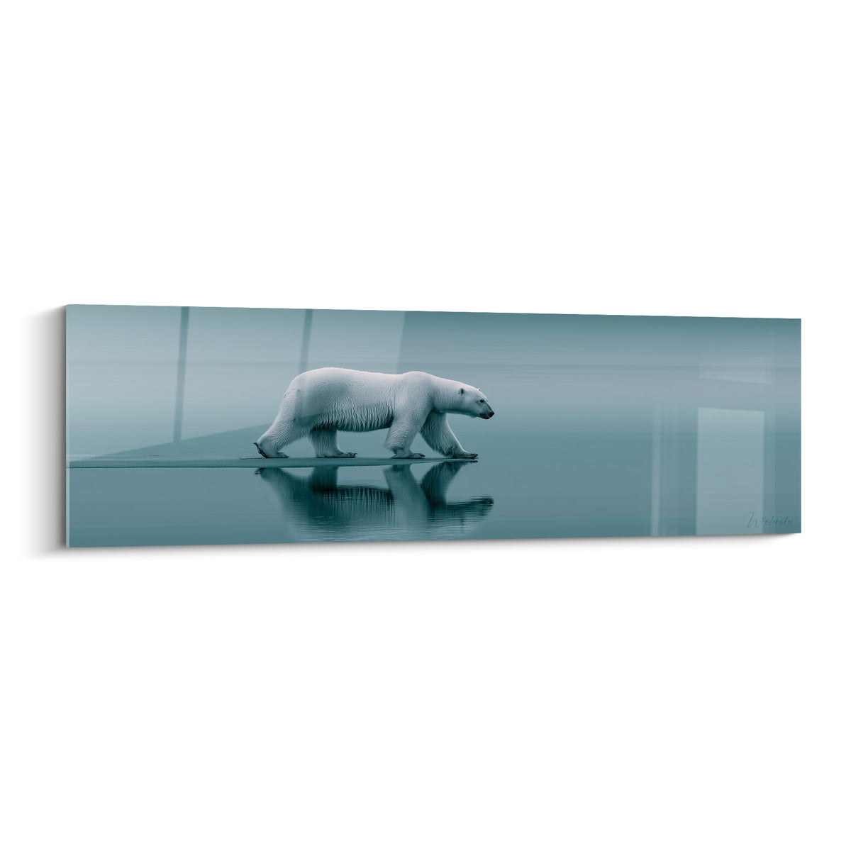 Ours polaire blanc marche de profil sur glace bleu-gris, reflet net dans l'eau immobile