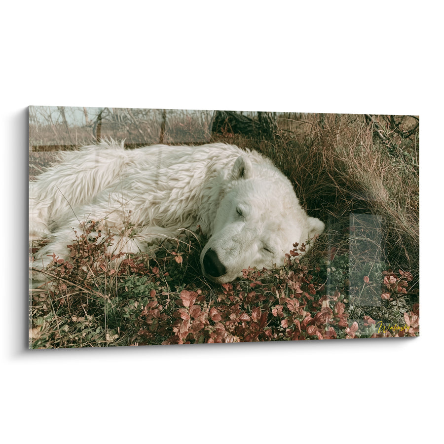 Tableau Ours polaire endormi feuillage rouge - Sommeil au creux du feuillage - Edition Ours polaire