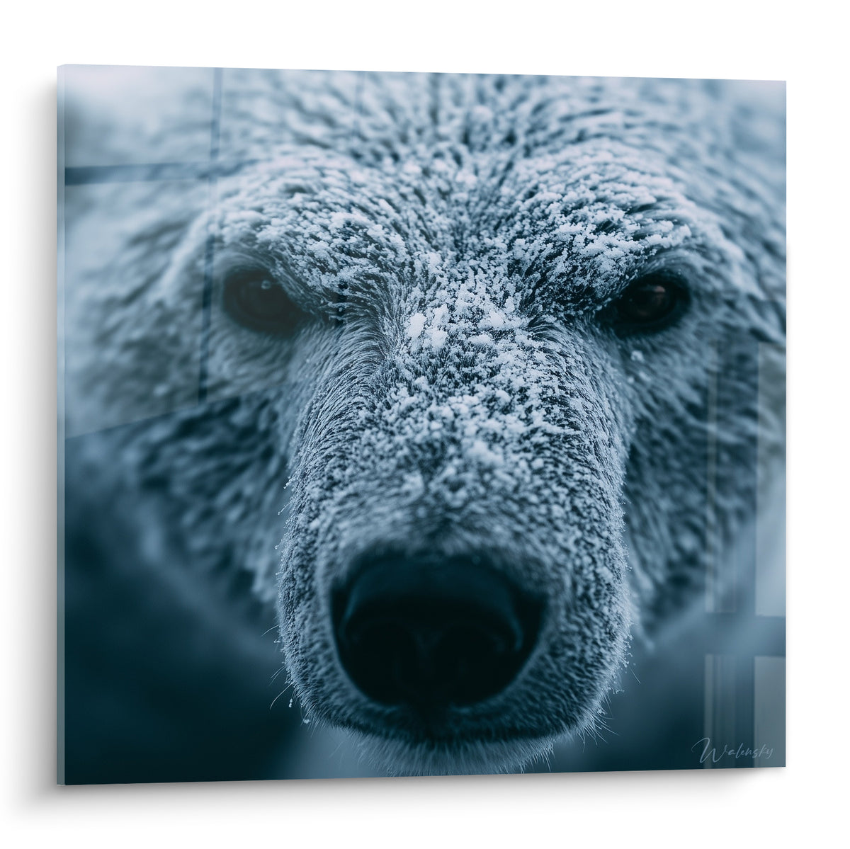 Ours polaire givré au regard sombre, fourrure bleu glacé et blanche couverte de neige fine