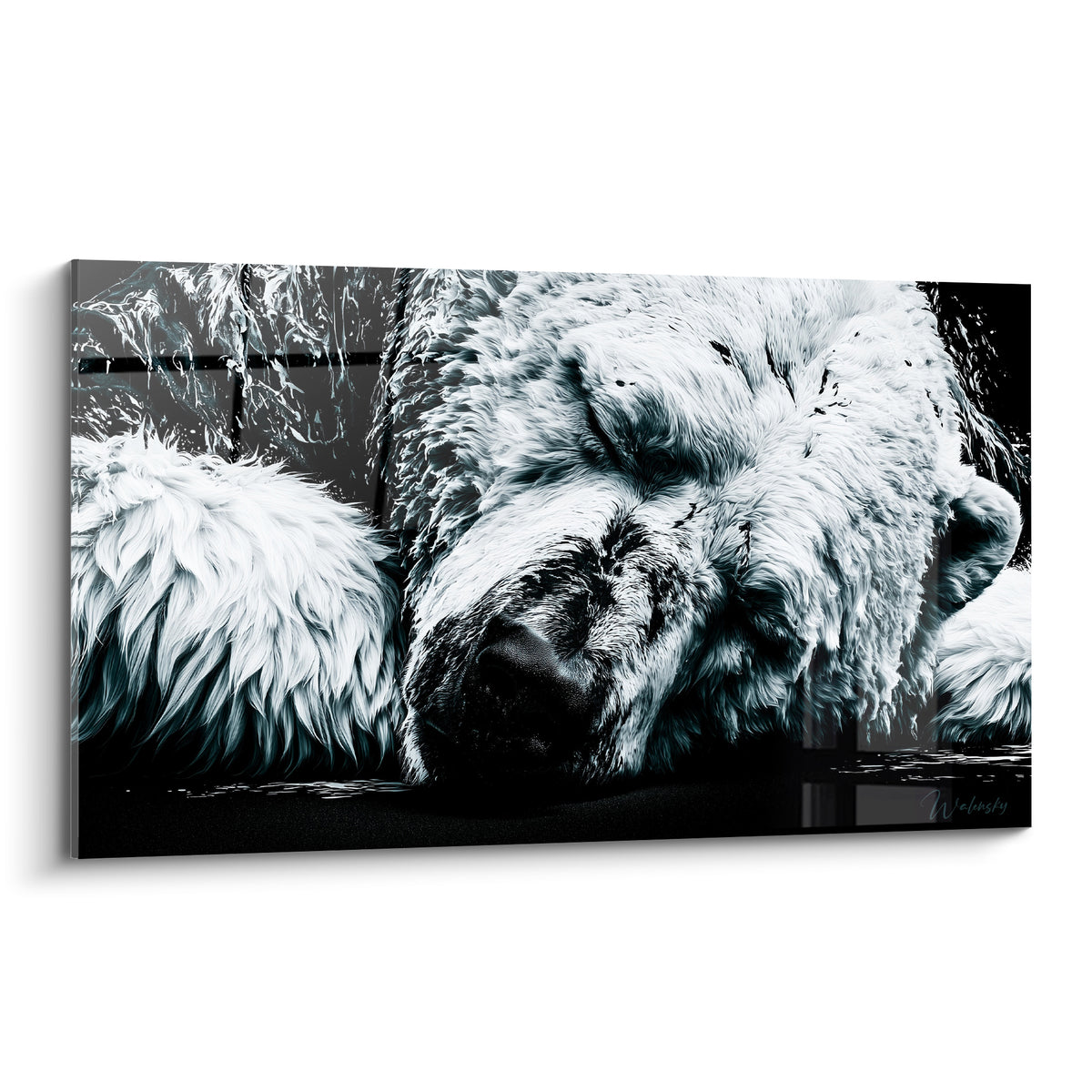 Ours polaire endormi au pelage blanc immaculé, museau noir intense, fond anthracite