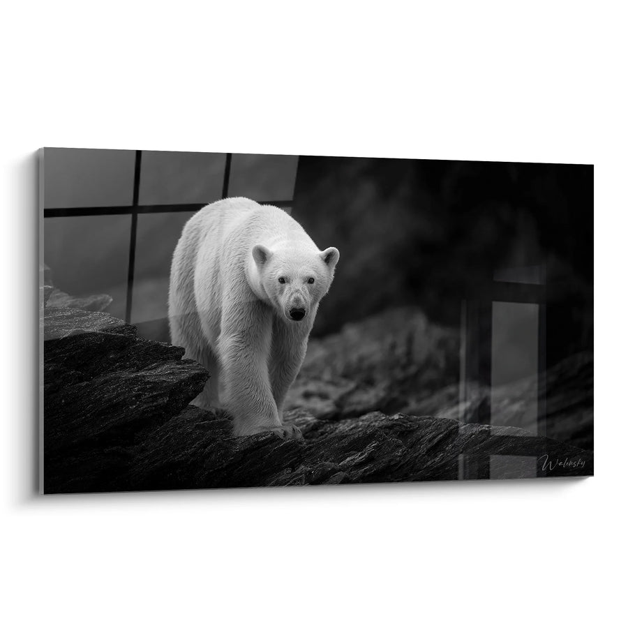 Tableau ours polaire - Regard sauvage - Edition animaux noir et blanc