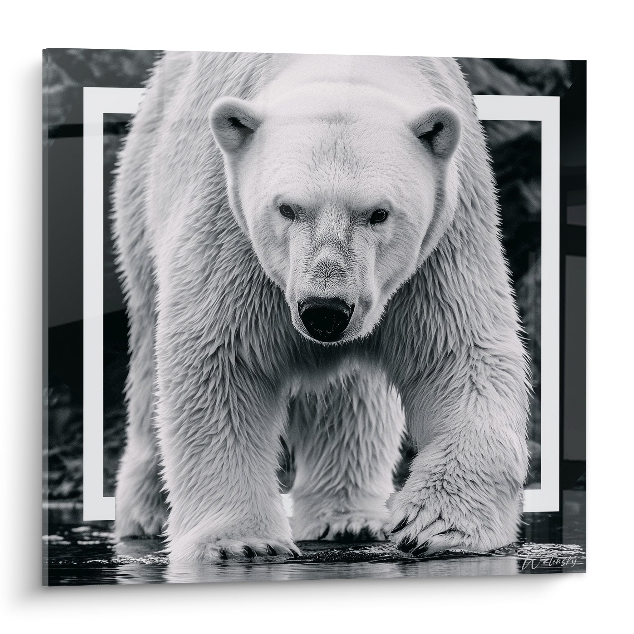 Ours polaire blanc et gris avançant, regard fixe, cadre géométrique blanc sur fond anthracite
