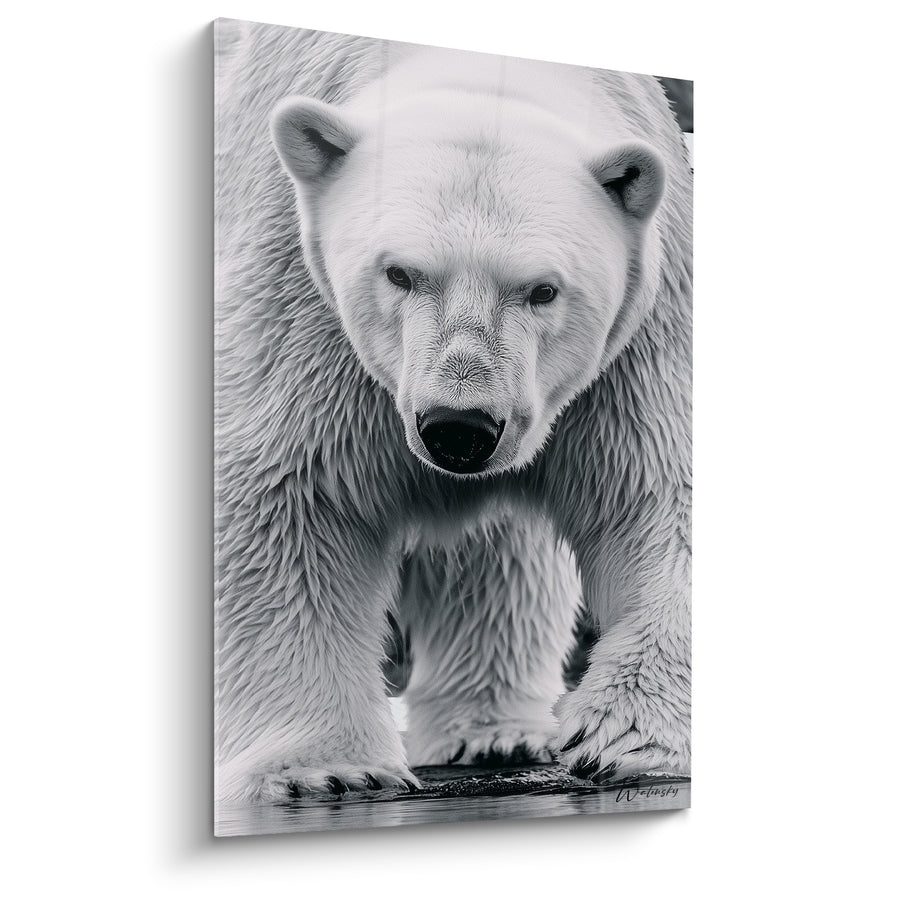 Tableau Ours polaire blanc et noir au pelage trempé - Truffe noire humide - Edition Ours polaire