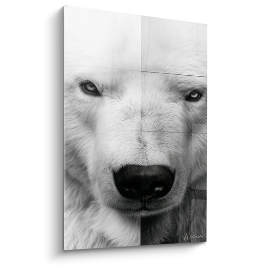 Ours polaire en portrait rapproché, fourrure blanche et truffe noire, regard gris intense.