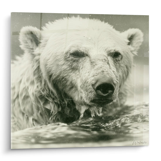 Ours polaire émergeant d'une eau sombre, pelage mouillé sépia et beige, regard intense en gros plan