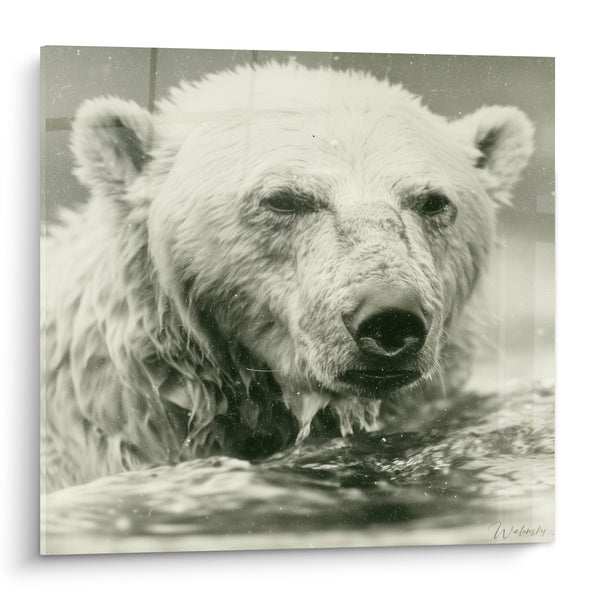 Tableau Ours polaire au pelage gris et blanc émergeant de l'eau - Photographie ancienne vintage - Edition Ours polaire