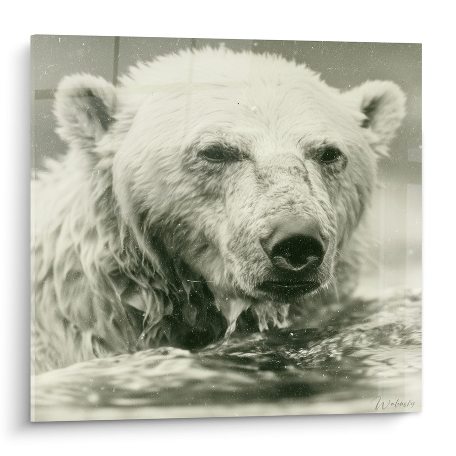 Tableau Ours polaire au pelage gris et blanc émergeant de l'eau - Photographie ancienne vintage - Edition Ours polaire