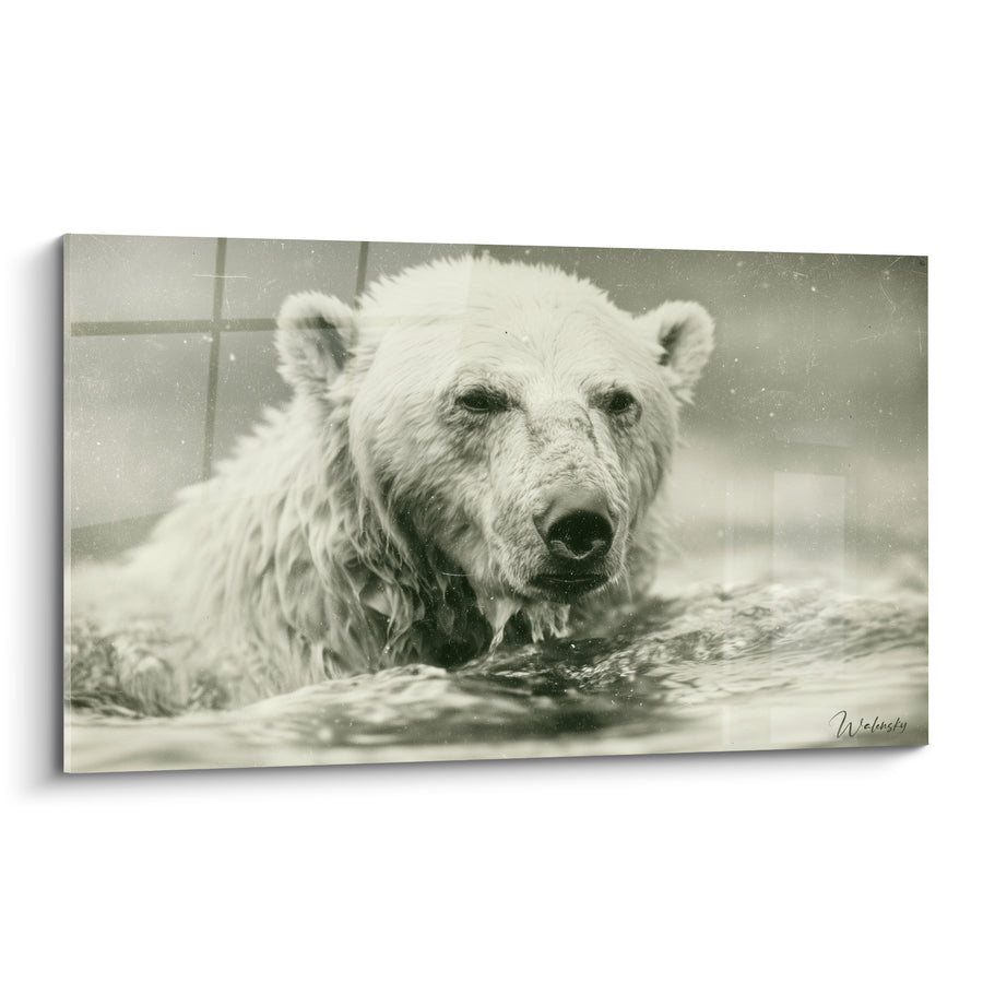 Tableau Ours polaire blanc et gris émergeant de l'eau - Surgissement silencieux - Edition Ours polaire