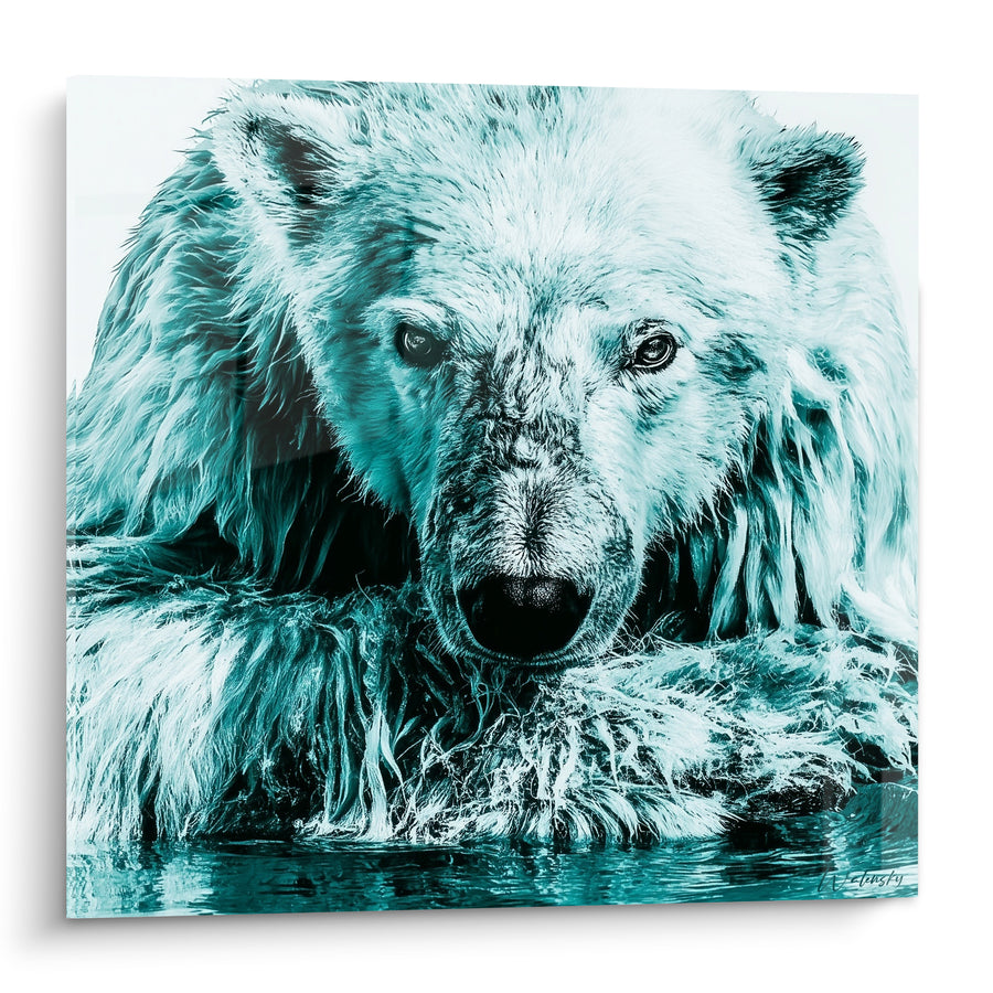 Tableau Ours polaire mouillé aux reflets turquoise - Regard des glaces - Edition Ours polaire