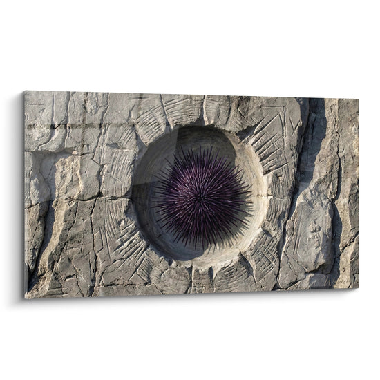 Purple Fossil Sea Urchin Canvas with Beige Stone - Prehistoric Marine Creature - Sea Urchin Edition