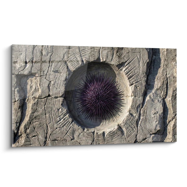 Purple Fossil Sea Urchin Canvas with Beige Stone - Prehistoric Marine Creature - Sea Urchin Edition