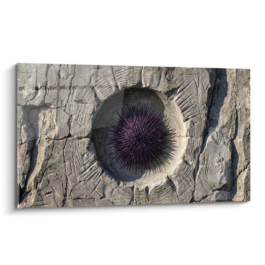 Tableau Oursin Violet Fossile Pierre Beige - Créature Marine Préhistorique - Edition Oursin
