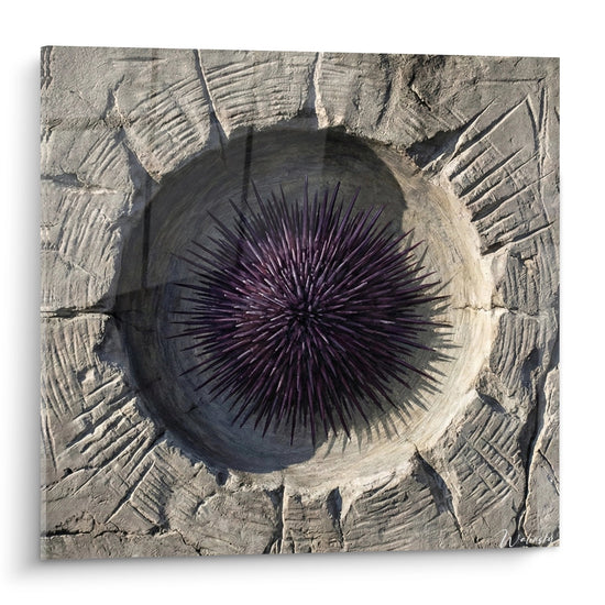 Purple Sea Urchin with Radiating Spines on Beige Rocky Background - Fascinating Marine Creature - Sea Urchin Edition
