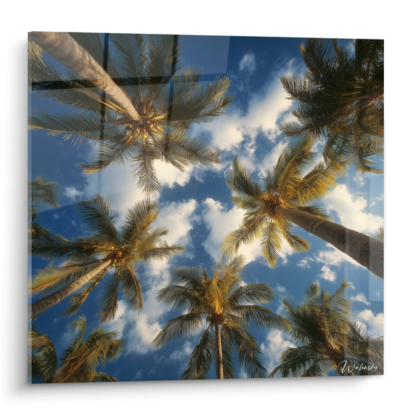 Tableau Palmiers verts et bleus vus du sol vers les nuages - Cimes ensoleillées - Edition Palmier
